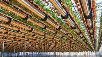 奋进中的黄岩 大力推进现代农业