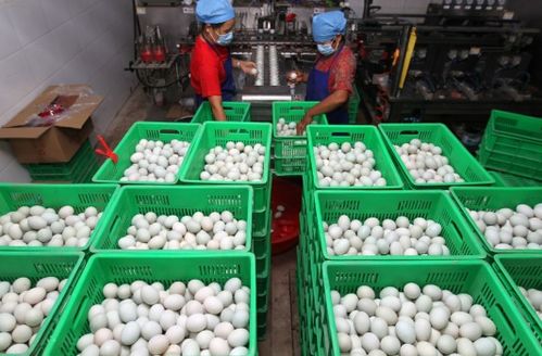 小鸭蛋成致富大产业